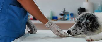 The boom in pet care spending has resulted in a huge increase in products and services aimed toward affluent pet owners. Home United Veterinary Services Association