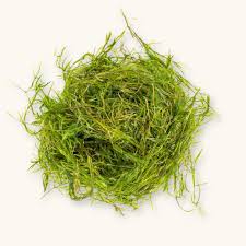 Image result for Najas graminea