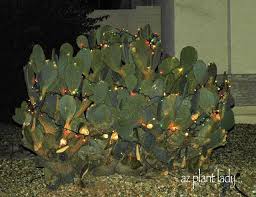Thanksgiving cactus has defined points unlike christmas and easter cacti which are more rounded. Christmas In Desert Tumbleweed Cactus Boulders And Washes