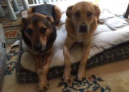 New pet owners • mary shaughney • monday, may 11, 2020. Raleigh Nc German Shepherd Lab Mix Dog Siblings For Private Adoption Adopt Simba And Nala