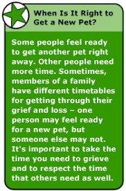 How to get over the death of a dog. My Pet Died How Can I Feel Better