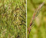 Image result for Aristida adscensionis