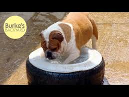 Free to post an ad. British Bulldog Burke S Backyard