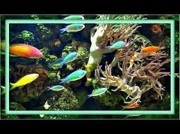 Aquarium Meditation 1 Hour With Music Youtube Relaxing Gif Classroom Videos Meditation