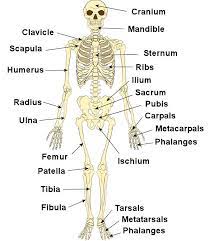 The 206 bones in the human body can be broken down into sections to better describe the major bones of the skeletal system and their functions. Bones In The Human Body There Are Different Shapes Of Bone In The Body