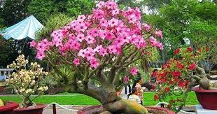 Plumeria Obtusa Bonsai Frangipani Plumeria The Temple Tree Champa Fish Plants Plumeria Tree Trees To Plant
