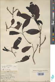 Image result for Synsepalum muelleri