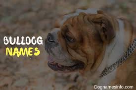 Find out the best and worst foods for your dog and which to avoid. Unique Bulldog Names 621 French Names For Male And Female Dogs