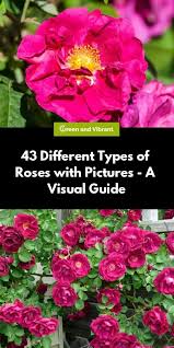 Click on the picture to start learning the interesting facts about each flower. Rose Bushes Buying Growing Guide Trees Com