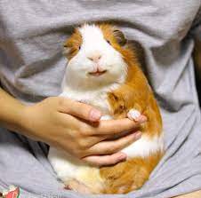 Most cavies are about eight or nine inches long, and only weigh a pound or two. Guinea Piggies South Malaysia Posts Facebook