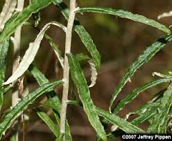 Image result for Fagopyrum snowdenii