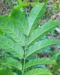 Image result for Lepidotrichilia volkensii