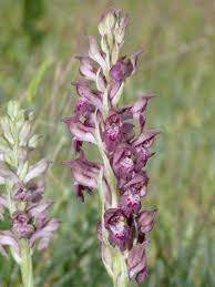 Image result for Bulbophyllum schimperianum