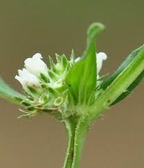 Image result for Spermacoce kirkii