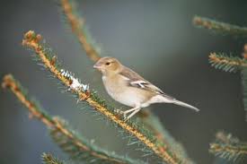 What Is A Baby Sparrow S Diet Animals Mom Com