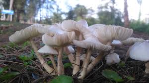 Seperti cendawan tumbuh selepas hujan maksud: Sir Zayn Twitterissa Ibarat Cendawan Tumbuh Selepas Hujan Like Mushrooms Sprouting After The Rain