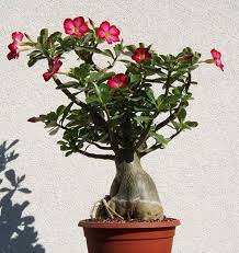 Desert Rose Bonsai Mixed Colors Adenium Obesum 12 Seeds Desert Rose Adenium Desert Rose Plant