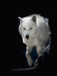 Pin By Cilade On Animals Foxes Wolves Wolf Dog Wolf Spirit Animal Wolf Pictures