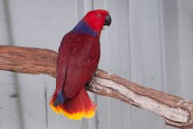 The most common parrot seals material is metal. Parrots Conure Birds Park Hambantota