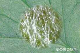 もぐさはよもぎから せんねん灸