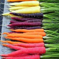 Are Carrots A Man Made Vegetable Quora