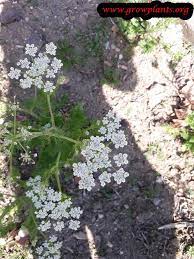 Caraway plant is not one of those vegetables that love hot humid climates. Caraway Plant How To Grow Care