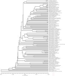 Image result for Rhipidoglossum kamerunense