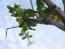 Image result for Anthocleista