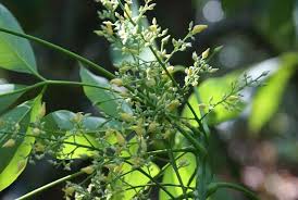 Image result for Hevea brasiliensis