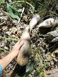 Image result for Lagenaria abyssinica