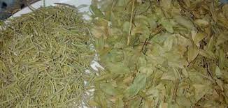 كيفية استخدام ورق السدر للشعر youtube rosemary for hair herbs wedding preparation