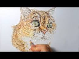 Step By Step How To Draw Color Realistic Cat Fur And Nose With Colored Pencils Emmy Kalia Youtube Cats Art Drawing Realistic Drawings Animal Drawings