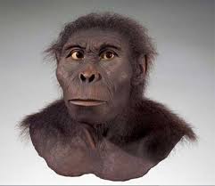 Chronologie de l'évolution de l'homme