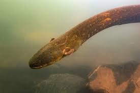 New Electric Eel Is Most Shocking Yet The New York Times