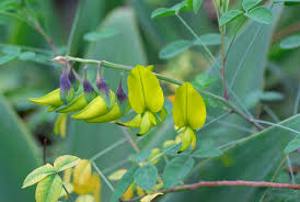 Image result for Crotalaria laburnifolia