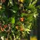 Christmas Wreath Making Workshop event image