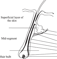 In fact, from the very beginning many people questioned whether people with more melanin in their hair would test positive. Drawing Shows How Hair Follicle Was Divided Into Three Parts Download Scientific Diagram