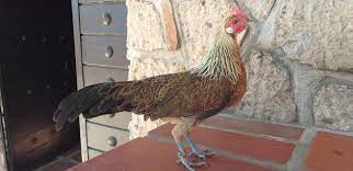 Gallina Fenix Granja Los Pavorreales Facebook