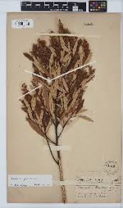 Image result for Searsia nebulosa