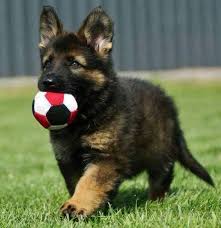 What To Look For When Buying A German Shepherd Puppy German Shepherd Puppy For Sale Germa Cute German Shepherd Puppies Baby German Shepherds Shepherd Puppies