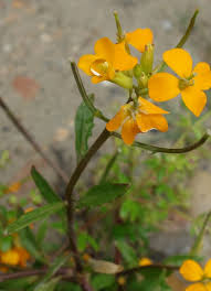 Image result for Neuracanthus