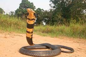 Sareptiles View Topic Beautiful Forest Cobra From The Congo River In 2021 Beautiful Forest Congo River Cobra Snake