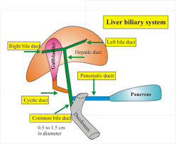 Liver structure liver function human liver structure liver anatomy diagram of liver… Liver Anatomy Labpedia Net