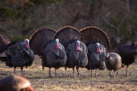 Customize your desktop, mobile phone and tablet with our wide variety of cool and interesting turkey wallpapers in just a few clicks! Wild Turkey Desktop Wallpapers Top Free Wild Turkey Desktop Backgrounds Wallpaperaccess
