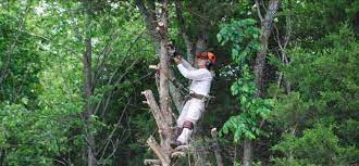 ◄◄ ◄ previous page page 2366 of 2634 next page ► ►►. Albany Tree Property Service Tree Removal Trimming Cutting More In New York S Capital District
