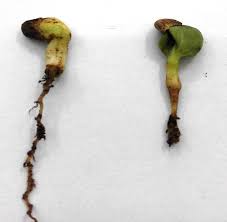 Image result for Macrotyloma daltonii