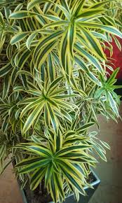Succulents, orchids, cacti, air plants, pothos, rubber plants Pleomele Plant Song Of India Indoor Tropical Plants Tropical House Plants Plants