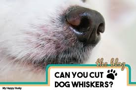 Dogs' whiskers hit the headlines. Should You Cut Or Trim Dog Whiskers A Full Whisker Guide My Happy Husky