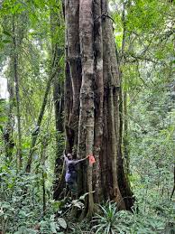 Image result for Tessmannia anomala