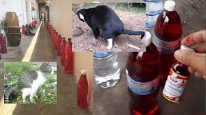 Jadi kucing ni dia ada video kucing takut timun. Petua Elak Kucing Berak Dan Kencing Merata Tempat Dengan Botol Meneral Berwarna Merah My Info Berita